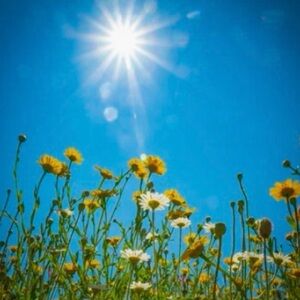 Meet your Posher, A sunny